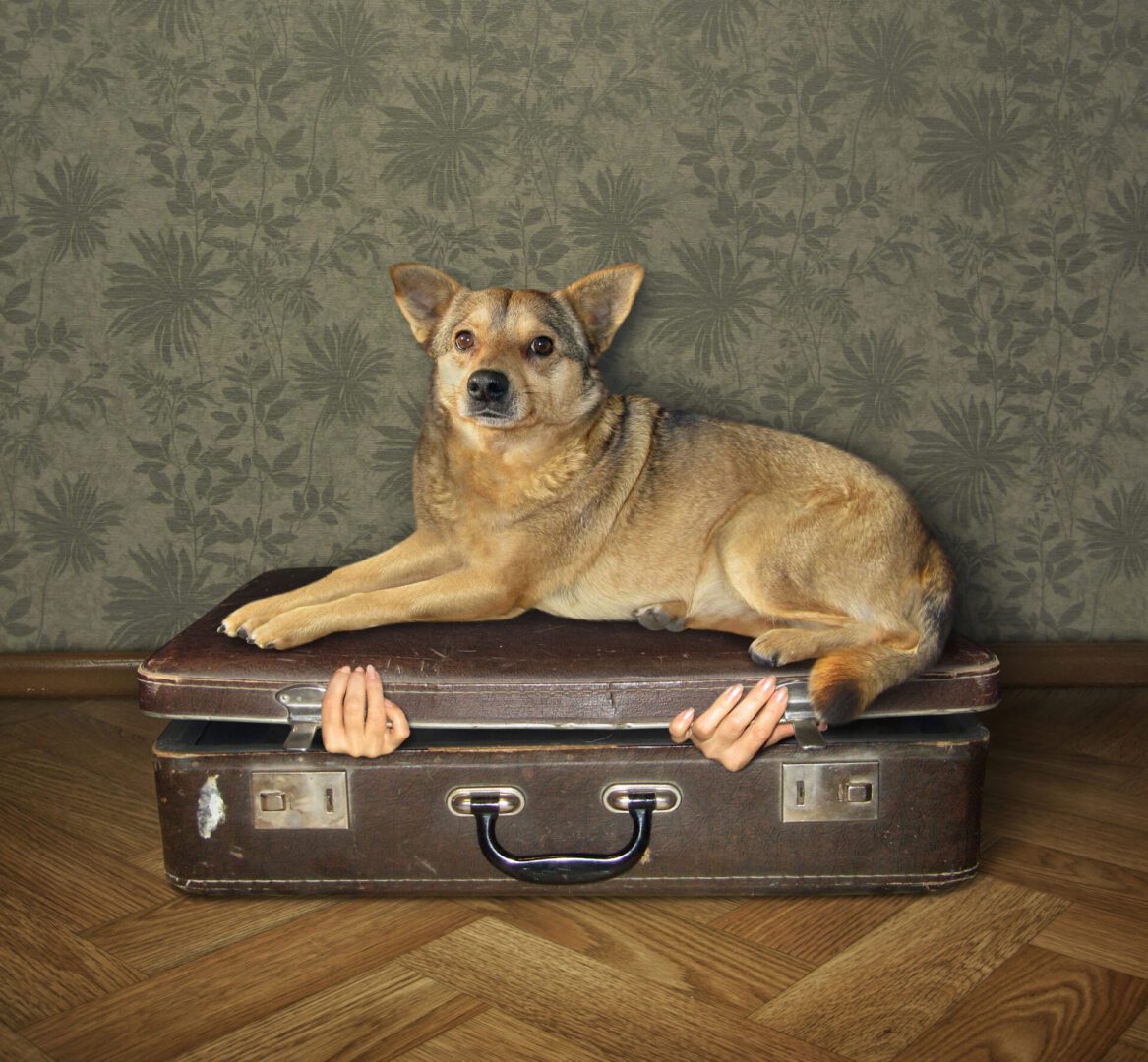 A dog lying on a suitcase with small hands peeking out from underneath.